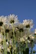 Wildflowers