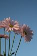 Wildflowers
