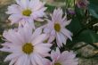 Wildflowers