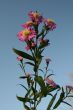 Wildflowers