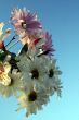 Wildflowers