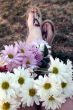 Wildflowers