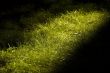 green grass
