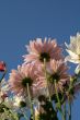Wildflowers