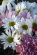 Wildflowers