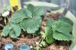 Strawberry Plant