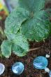 Strawberry Plant