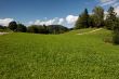Lush Alpine meadow