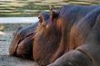 Hippopotamus head
