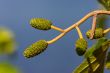 Alder catkins