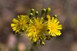 yellow flowers