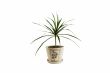Palm tree in pot