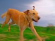 Labrador Retriever Playing