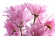 Pink chrysanthemum.