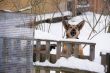 irritating dog