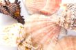 shells background