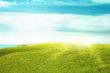 meadow at sunny day