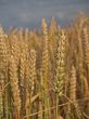 Cornfield