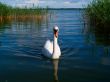 Mute Swan