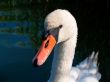 Mute Swan