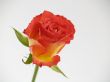 Red Rose