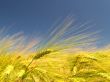 Cornfield