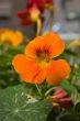Indian cress