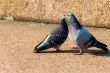 Birds in city