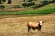 Grazing cow