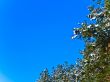  branches and blue sky