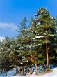 winter forest