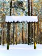 winter forest
