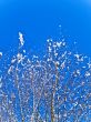  branches and blue sky