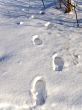 footprints