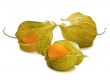 ground-cherry