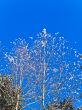  branches and blue sky