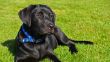 Black Labrador Retriever Puppy