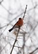 bullfinch