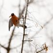 Winter meal