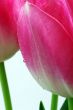 Lots of pink tulips`s petals.