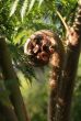 Koru