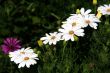 white flowers