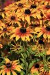 Yellow flowers