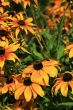 Yellow flowers