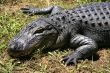 Crocodile