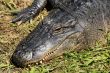 Crocodile