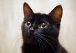 Black cat