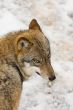 wild wolf