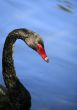 Black Swan