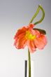 poppy flower